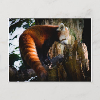inquisitive red panda postcard