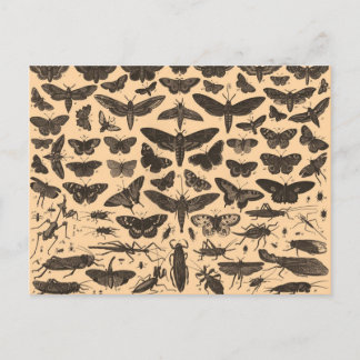 Insect Illustrations Vintage Postcard