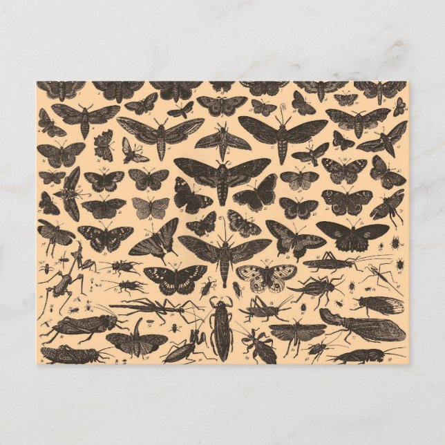 Insect Illustrations Vintage Postcard (Front)