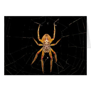 insect macro spider colombia