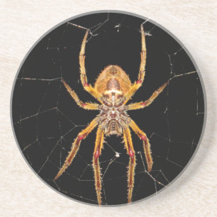 insect macro spider colombia coaster