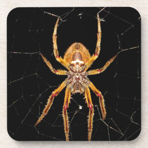 insect macro spider colombia coaster