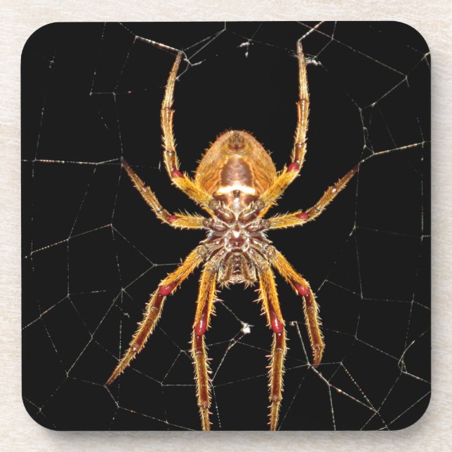 insect macro spider colombia coaster (Front)