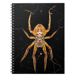 insect macro spider colombia notebook