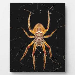 insect macro spider colombia plaque