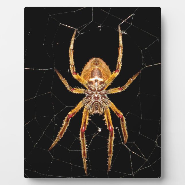 insect macro spider colombia plaque (Front)