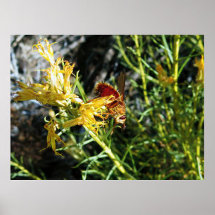 Insect on a Flower Poster