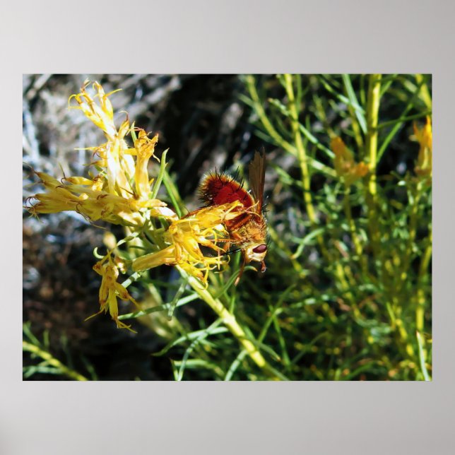 Insect on a Flower Poster (Front)