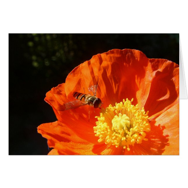 Insect on Poppy (Front Horizontal)