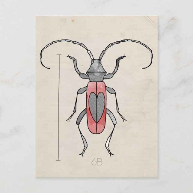 Insect Series | Red Beetle Postcard (Front)