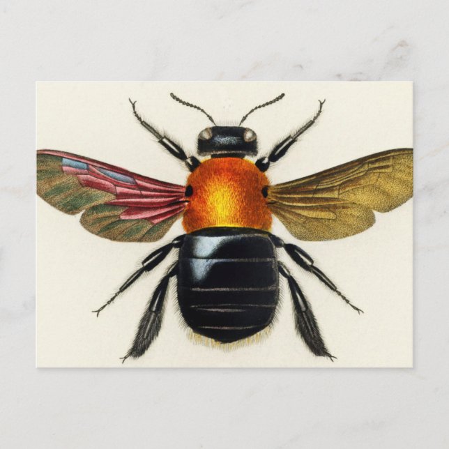 Insect vintage illustrated postcard (Front)