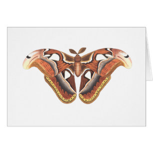 insecte animal papillon isolé