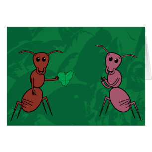 Insecte d'amour
