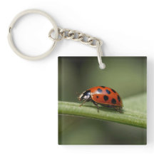 Insecte de Ladybug