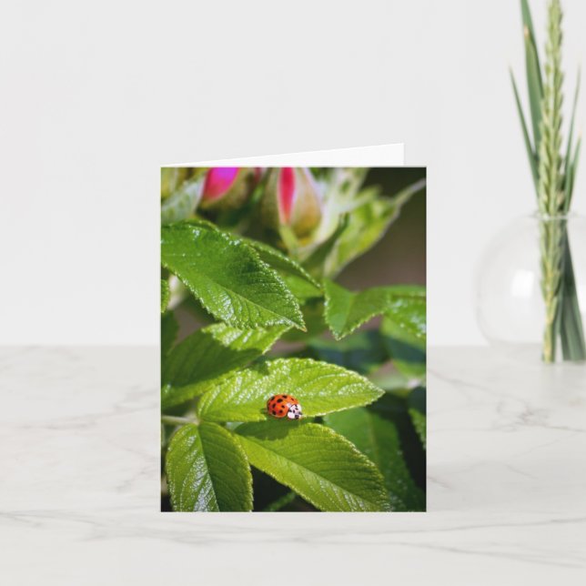 Insecte de Madame sur une carte de voeux de (Devant)
