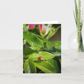Insecte de Madame sur une carte de voeux de