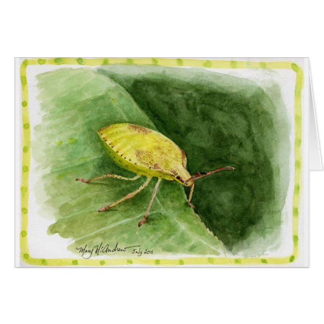 Insecte vert clair de puanteur (Devant horizontal)