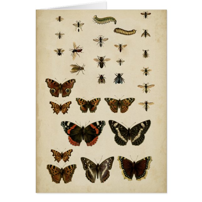 Insectes de jardin par Vision Studio (Devant)