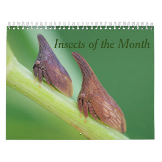 Insectes du calendrier du mois