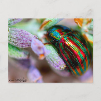 insectes nature postcard
