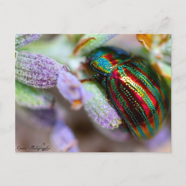 insectes nature postcard (Front)