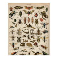 Insects
