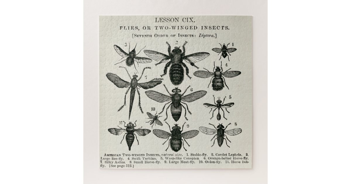 Insects Two Winged Chart Vintage Bugs Jigsaw Puzzle