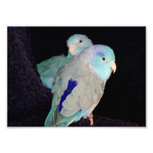 Inséparables de Parrotlet bleu du Pacifique Photo