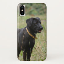 Insert Your Own Photo of Your Labrador Retriever