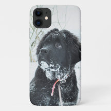 Insert Your Own Photo of Your Newfie Newfoundland