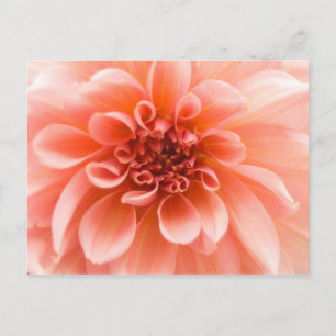 Inside a Dahlia Flower Postcard