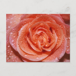 Inside a Rose Postcard
