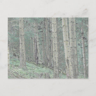 Inside a spruce forest postcard