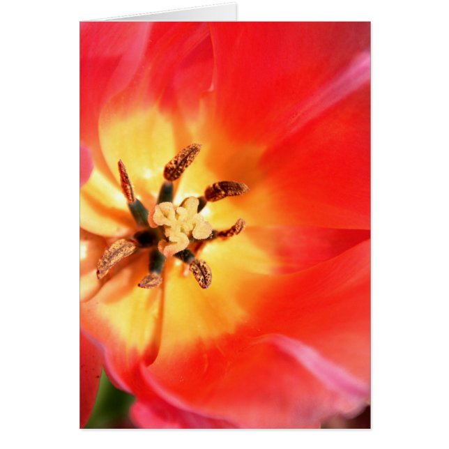 Inside a Tulip (Front)