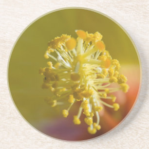 Inside a Yellow Hawaiian Hibiscus Coaster
