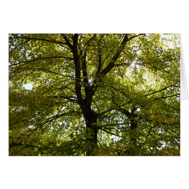 Inside a Yellow Maple Tree Autumn (Front Horizontal)