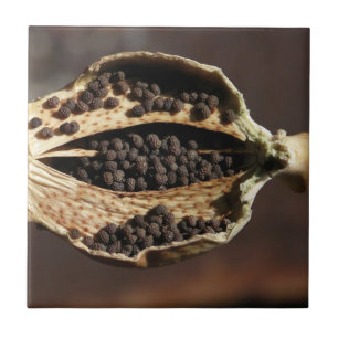 Inside of a Poppy Flower Pod Tile