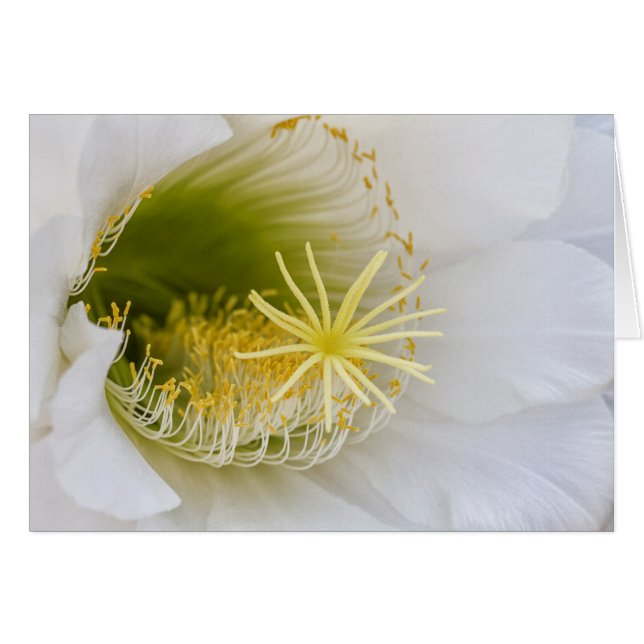 Inside of a white cactus in bloom (Front Horizontal)