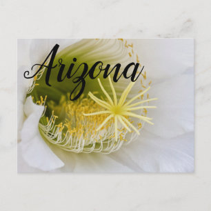 Inside of a White cactus in bloom, Arizona Postcard