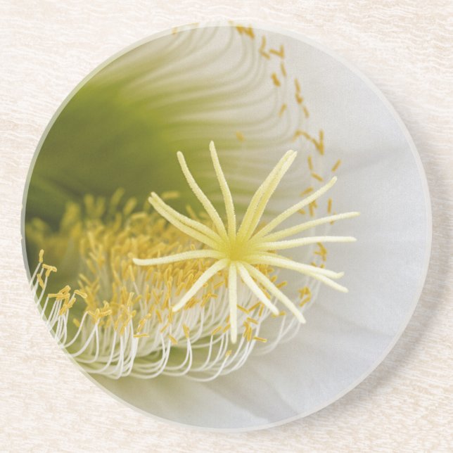 Inside of a white cactus in bloom coaster (Front)