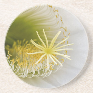 Inside of an Echinopsis in bloom Coaster