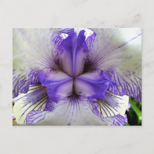 Inside of an Iris Postcard