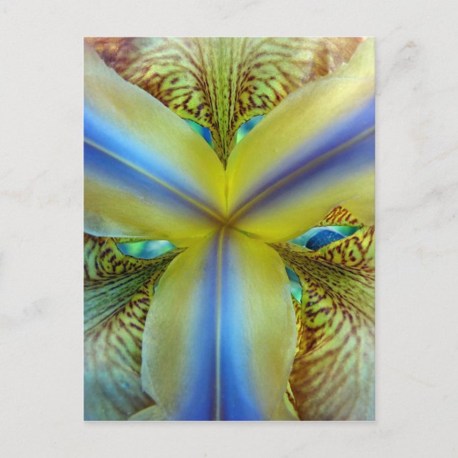Inside of Iris Postcard (Front)