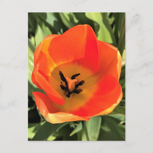 Inside Orange Tulip Postcard (Front)
