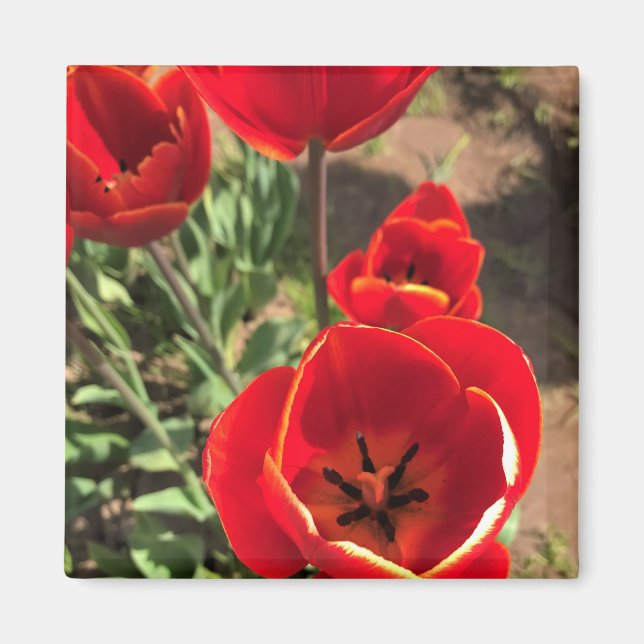 Inside Red Tulips Magnet (Front)