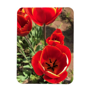 Inside Red Tulips Magnet