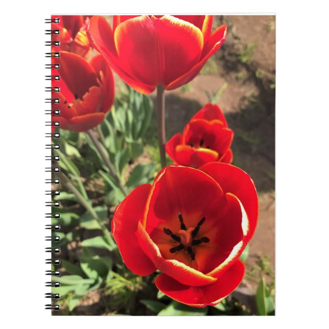 Inside Red Tulips Notebook (Front)