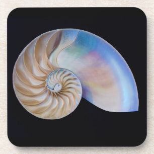 Inside The Nautilus Coaster