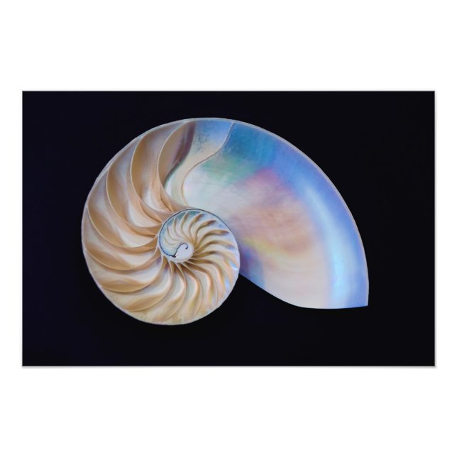 Inside The Nautilus Photo Print (Front)