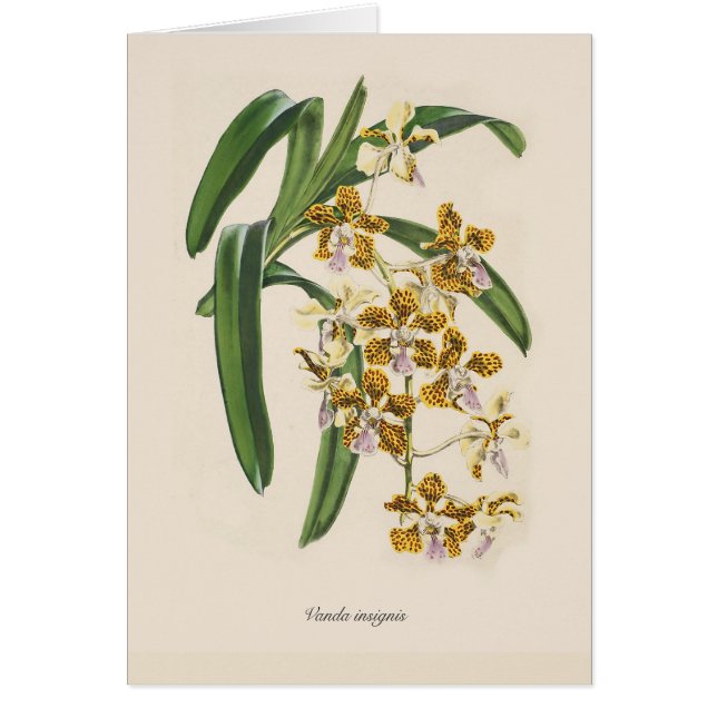 Insignis de Vanda (Devant)